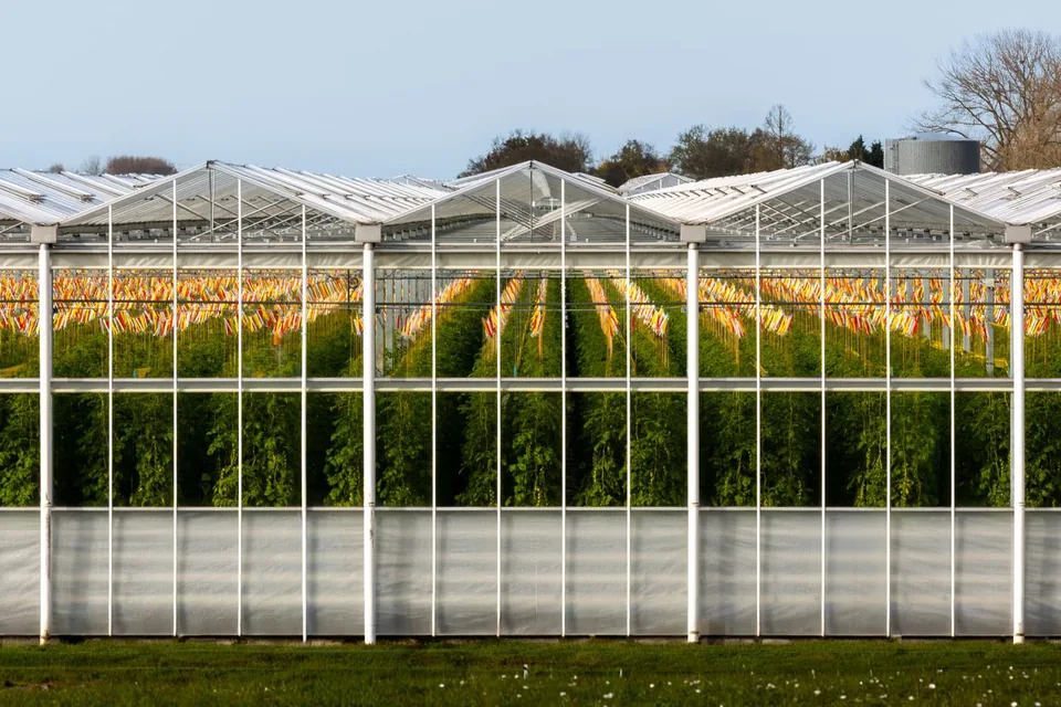 Glazen kas met rijen tomatenplanten in het Zuid-Hollandse glastuinbouwgebied