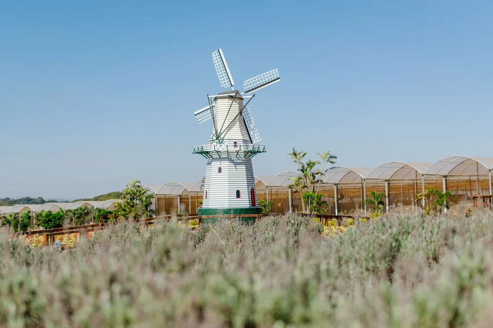 Witte molen tussen bloeiende planten, met kassen op de achtergrond